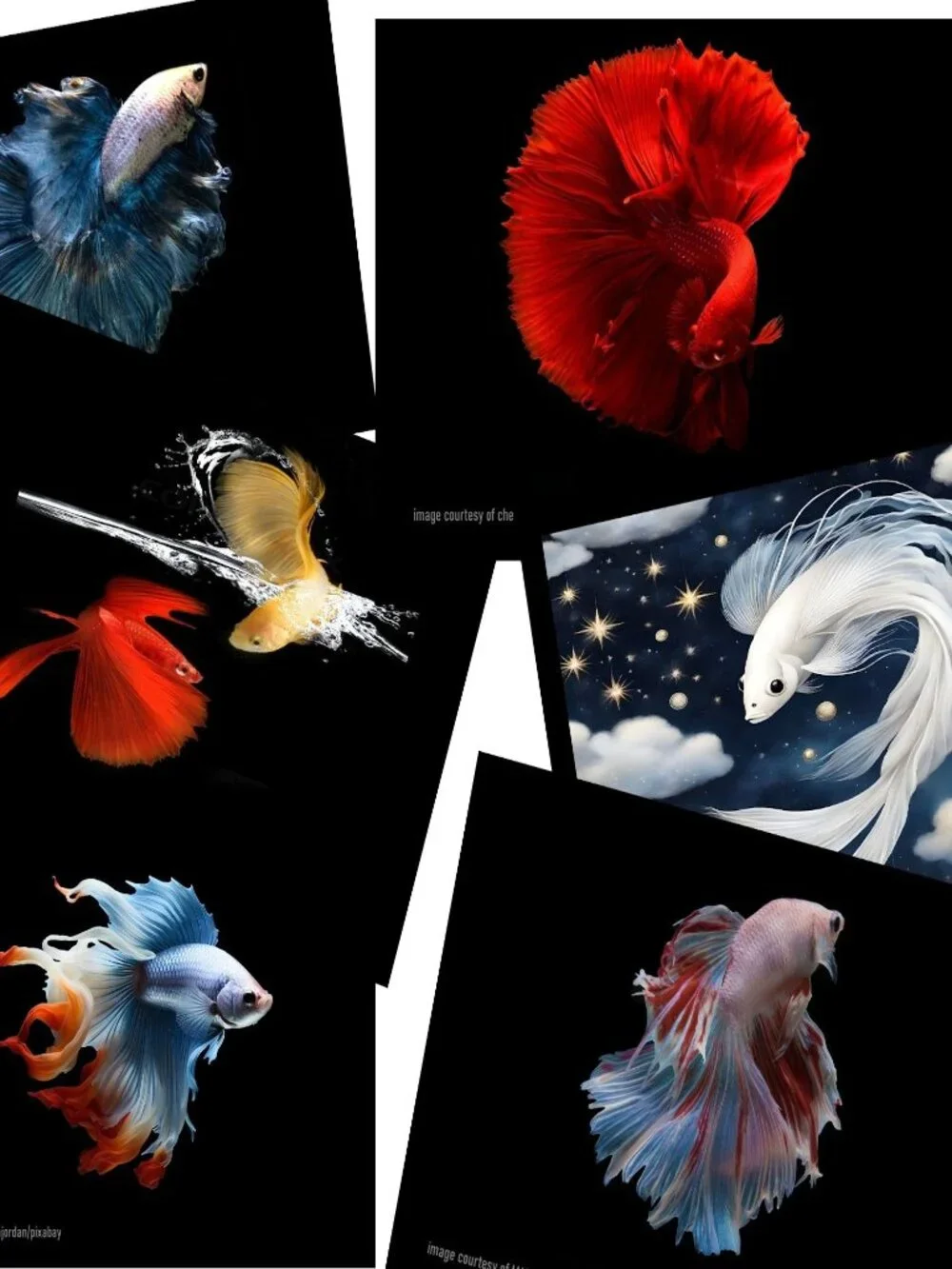 Betta Fish Calendar 2027 Betta Fish Pictures Siamese Fighting Fish Art Calendar